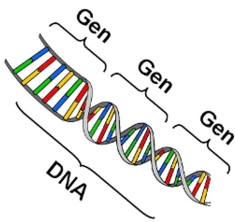 Nêu bản chất hoá học và chức năng của gen (ảnh 1)