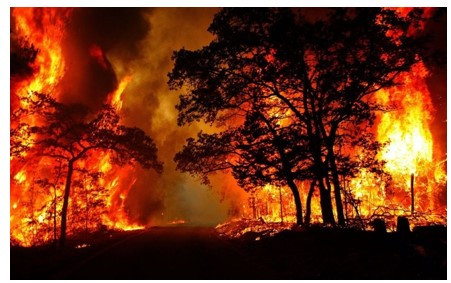 Hoạt động chặt phá rừng bừa bãi và gây cháy rừng (ảnh 1)