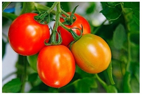 Khi cho cây cà chua quả đỏ thuần chủng lai phân tích (ảnh 1)