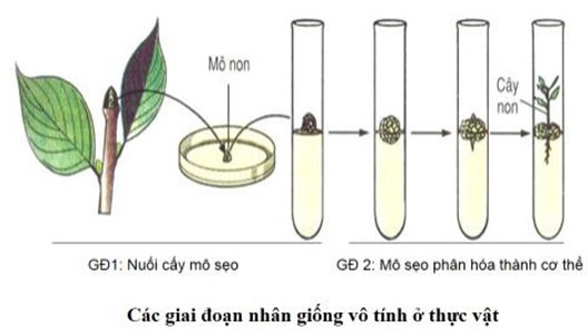 Hãy nêu những ưu điểm và triển vọng của nhân giống (ảnh 1)