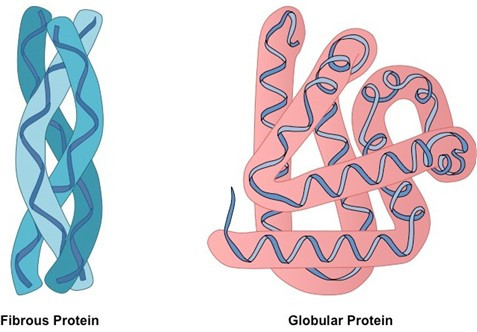 Vì sao protein dạng sợi là nguyên liệu cấu trúc (ảnh 1)