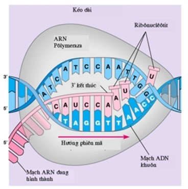 Một đoạn mạch của gen có cấu trúc như sau (ảnh 1)