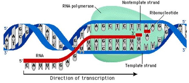Một đoạn mạch ARN có trình tự các nuclêôtit (ảnh 1)