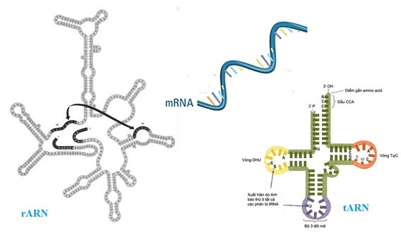Loại ARN nào sau đây có chức năng truyền đạt (ảnh 1)