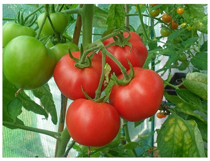 Ở cà chua, gen A quy định thân đỏ thẫm (ảnh 1)