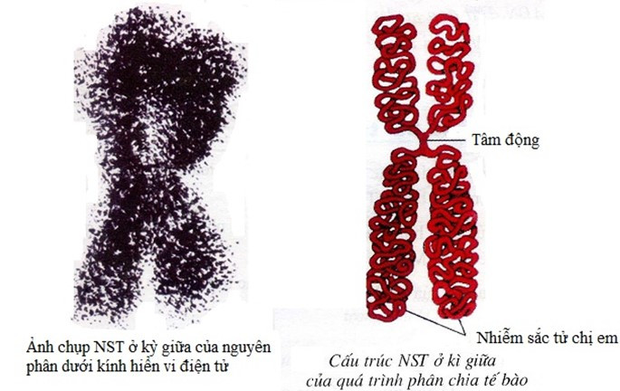 Hình vẽ dưới đây mô tả cơ chế phát sinh một dạng đột biến cấu trúc NST