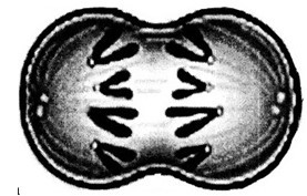 Ruồi giấm có 2n = 8. Một tế bào của ruồi giấm (ảnh 1)