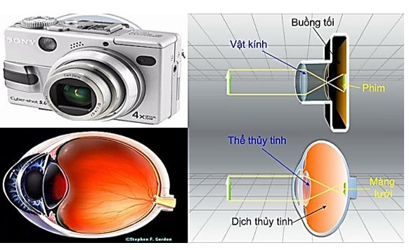 Nêu những điểm giống nhau về cấu tạo giữa con mắt (ảnh 1)