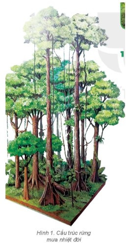 Em hãy cho biết nơi phân bố của rừng nhiệt đới (ảnh 1)