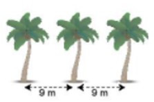 Trên một bờ đất dài 108m, một bác nông dân có kế hoạch trồng một số cây dừa (ảnh 1)