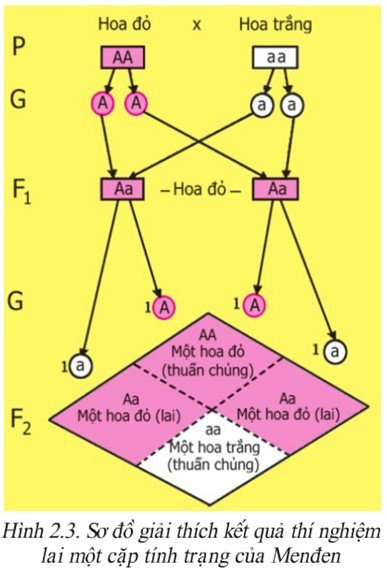 Hãy quan sát hình 2.3 và cho biết (ảnh 1)