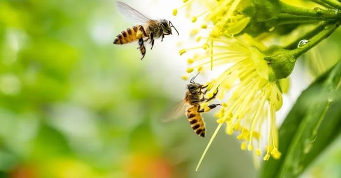 Thương nhớ bầy ong - Ngữ văn lớp 6 - Chân trời sáng tạo (ảnh 1)