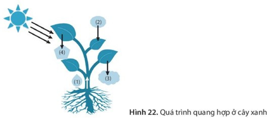 SBT Khoa học tự nhiên 7 Bài 22: Quang hợp ở thực vật - Kết nối tri thức (ảnh 1)