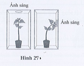SBT Khoa học tự nhiên 7 Bài 27: Khái quát về cảm ứng và cảm ứng ở thực vật - Cánh diều (ảnh 1)