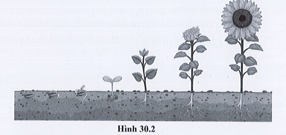 SBT Khoa học tự nhiên 7 Bài 30: Sinh trưởng và phát triển ở thực vật - Cánh diều (ảnh 1)