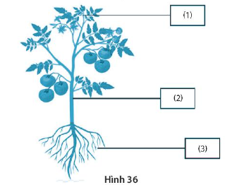 SBT Khoa học tự nhiên 7 Bài 36: Khái quát về sinh trưởng và phát triển ở sinh vật - Kết nối tri thức (ảnh 1)