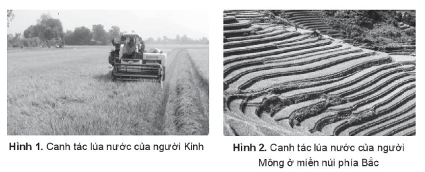Sách bài tập Lịch sử 10 Bài 13: Đời sống vật chất và tinh thần của cộng đồng các dân tộc Việt Nam - Kết nối tri thức (ảnh 1)
