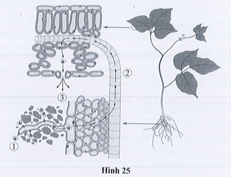 SBT Khoa học tự nhiên 7 Bài 25: Trao đổi nước và các chất dinh dưỡng ở thực vật - Cánh diều (ảnh 1)