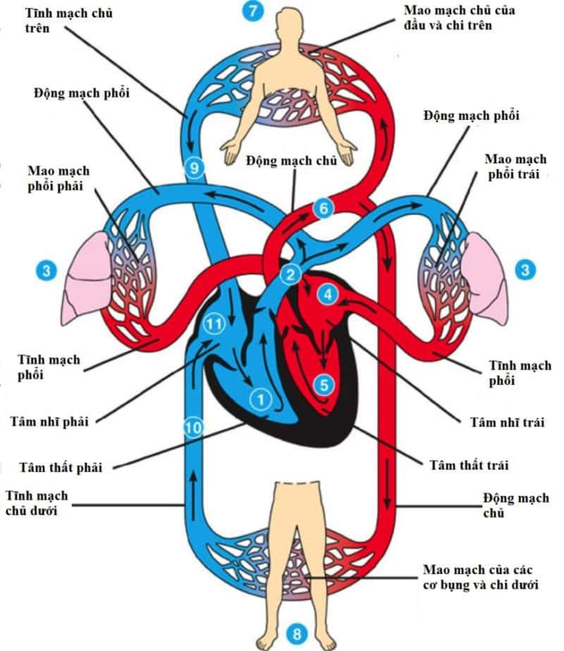 Mô tả đường đi của máu trong vòng tuần hoàn nhỏ và trong vòng tuần hoàn lớn (ảnh 1)
