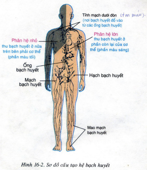 Nêu tên vài cơ quan, bộ phận của cơ thể và cho biết sự luân chuyển bạch huyết  (ảnh 1)