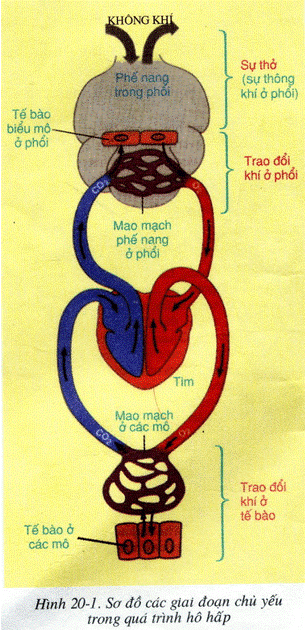 Hô hấp có liên quan như thế nào với các hoạt động sống của tế bào và cơ thể (ảnh 1)