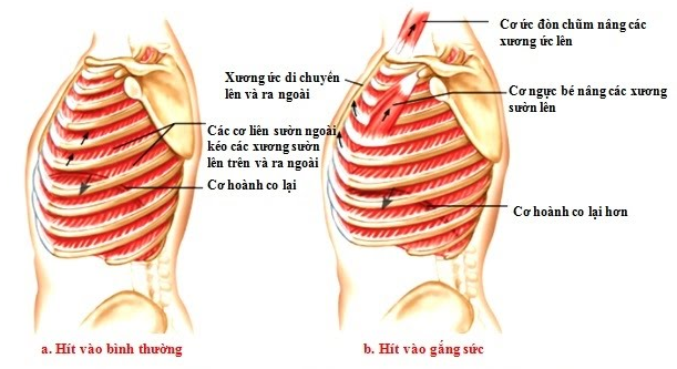 Các cơ xương ở lồng ngực đã phối hợp hoạt động với nhau như thế nào  (ảnh 1)