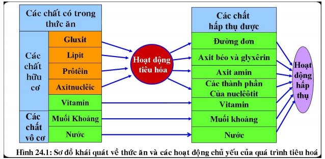 Các chất trong thức ăn có thể được phân nhóm như thế nào (ảnh 1)