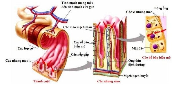 Đặc điểm cấu tạo trong của ruột non phù hợp với chức năng hấp thụ các chất dinh dưỡng (ảnh 1)