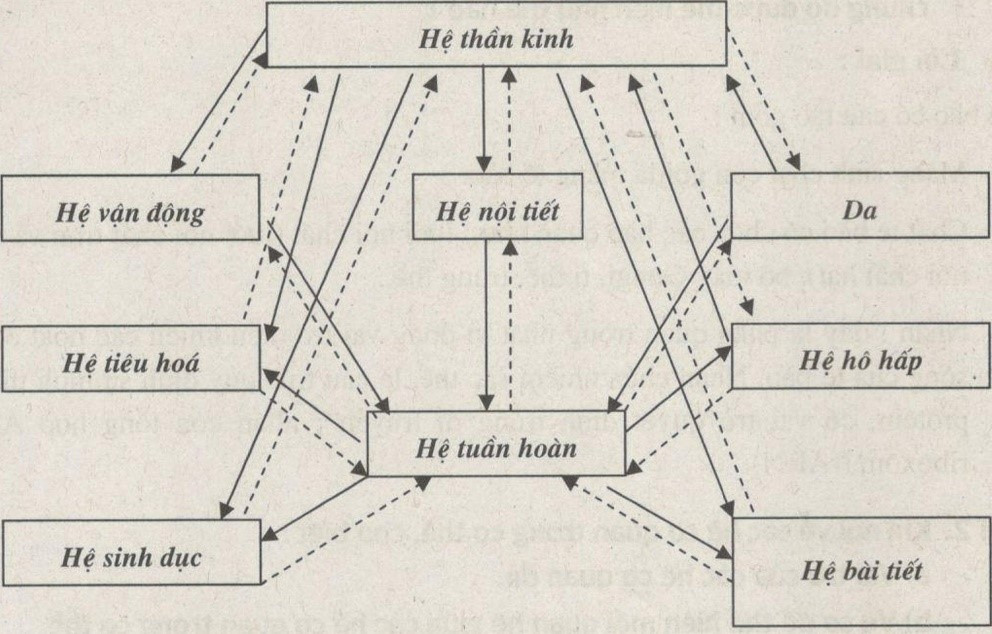 Trình bày mối liên hệ về chức năng giữa các hệ cơ quan đã học  (ảnh 1)