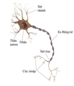 Hãy nêu thành phần cấu tạo của mô thần kinh (ảnh 1)