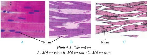 Quan sát hình 4-3 hãy cho biết: - Hình dạng, cấu tạo tế bào cơ vân và tế bào cơ tim (ảnh 1)
