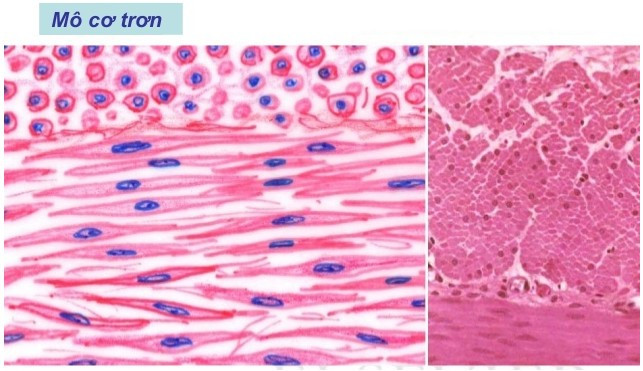 Giải Sinh học 8 Bài 5: Thực hành: Quan sát tế bào và mô (ảnh 1)