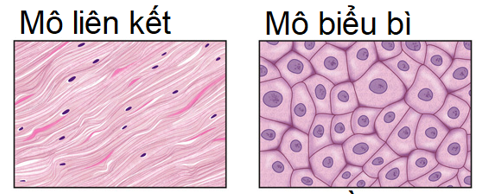 So sánh mô biểu bì và mô liên kết về vị trí của chúng trong cơ thể và sự sắp xếp  (ảnh 1)
