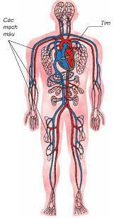 Hệ tuần hoàn máu gồm những thành phần cấu tạo nào (ảnh 1)