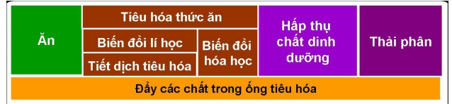 Các chất nào trong thức ăn không bị biến đổi về mặt hoá học  (ảnh 1)