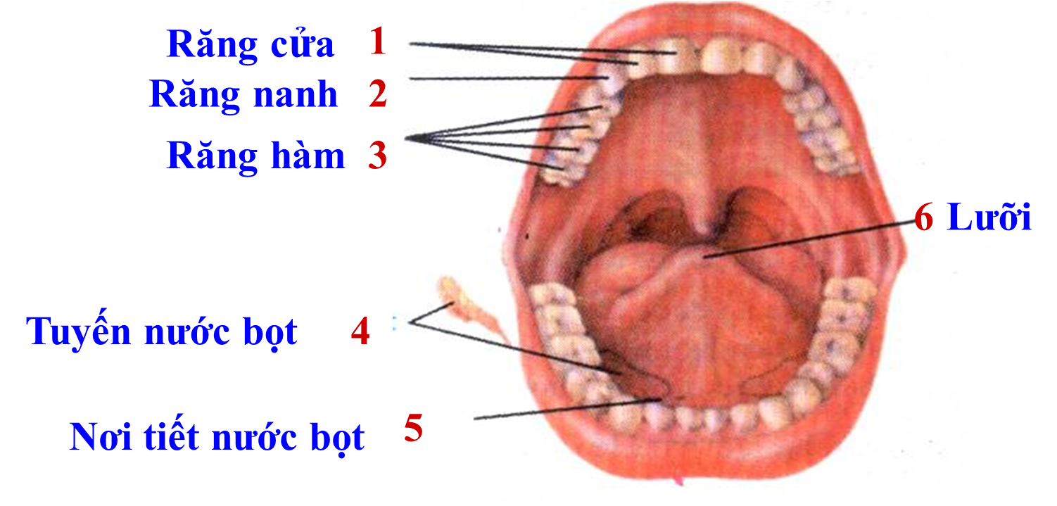 Thực chất biến đổi lí học của thức ăn trong khoang miệng là gì (ảnh 1)