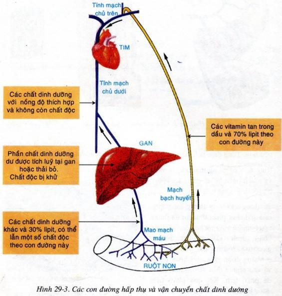 Liệt kê các chất dinh dưỡng được vận chuyển về tim rồi theo một hệ tuần hoàn  (ảnh 1)