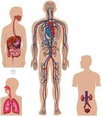 Hãy ghi tên các cơ quan có trong thành phần của mỗi hệ cơ quan và chức năng chính (ảnh 1)