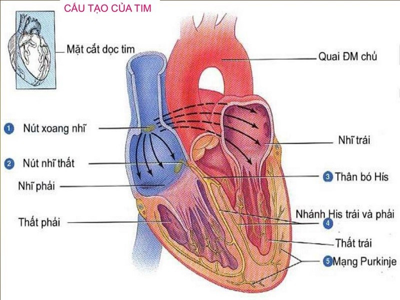 Hãy điền nội dung phù hợp vào bảng 35–3: Tuần hoàn (ảnh 1)