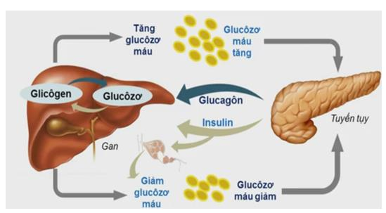Thử trình bày bằng sơ đồ quá trình điều hòa đường trong máu, đảm bảo giữ glucôzơ  (ảnh 1)
