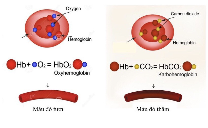 Vì sao máu từ phổi về tim rồi tới các tế bào có màu đỏ tươi, còn máu (ảnh 1)