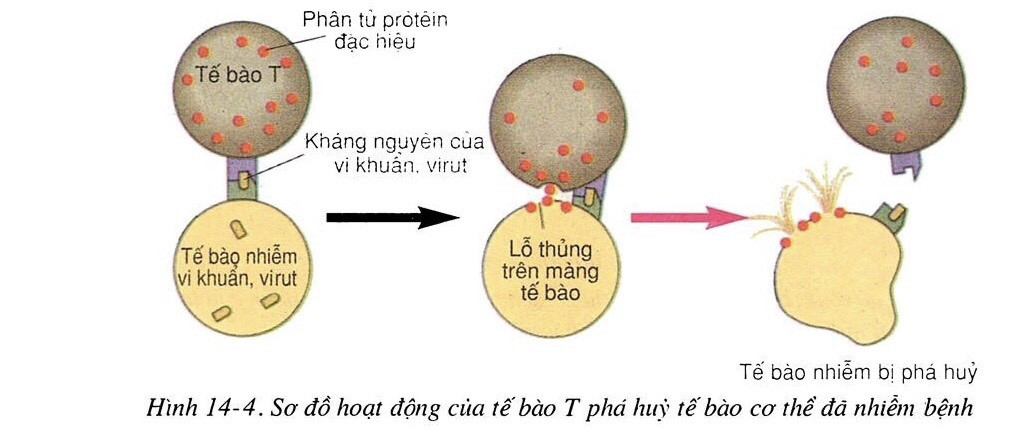 Tế bào T độc đã phá hủy các tế bào cơ thể nhiễm vi khuẩn, virut bằng cách nào? (ảnh 1)
