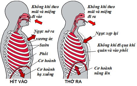 Trình bày tóm tắt quá trình hô hấp ở cơ thể người (ảnh 1)