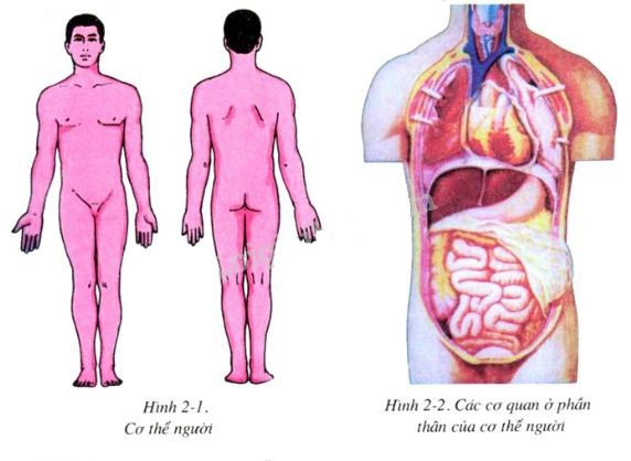Cơ thể người gồm mấy phần, là những phần nào? Phần thân chứa những cơ quan nào (ảnh 1)