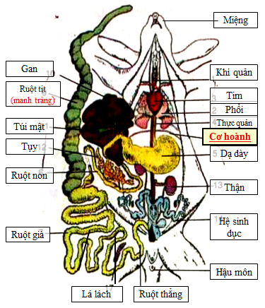 So sánh hệ hô hấp của người với hệ hô hấp của thỏ (ảnh 1)