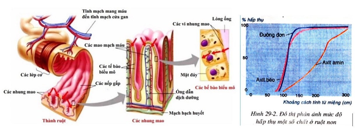 Những đặc điểm cấu tạo nào của ruột non giúp nó đảm nhiệm tốt vai trò (ảnh 1)