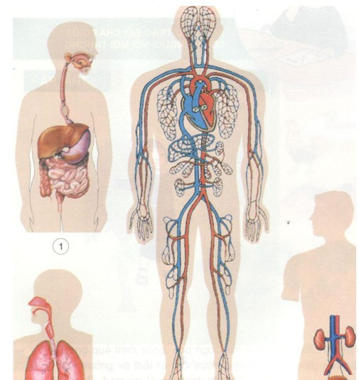 Trình bày vai trò của hệ tiêu hóa, hệ hô hấp và hệ bài tiết trong sự trao đổi (ảnh 1)