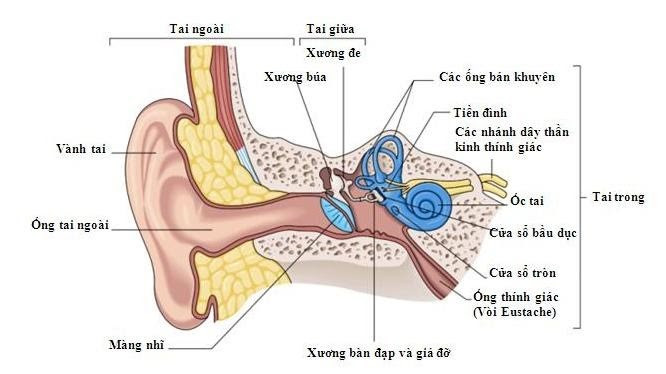 Hãy quan sát hình 51-1 để hoàn chỉnh thông tin sau về các thành phần cấu tạo của tai  (ảnh 1)