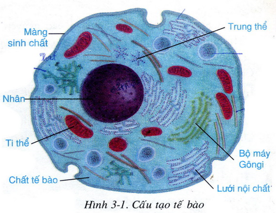 Quan sát hình 3-1, hãy trình bày cấu tạo một tế bào điển hình (ảnh 1)