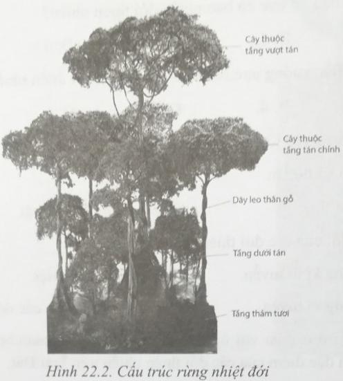 Quan sát ảnh 22.2, hãy mô tả cấu trúc của rừng nhiệt đới (ảnh 1)